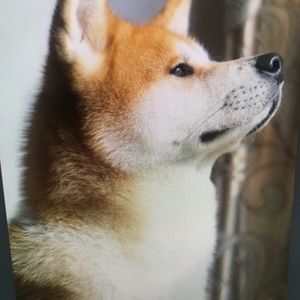 Meet your Posher, Branson